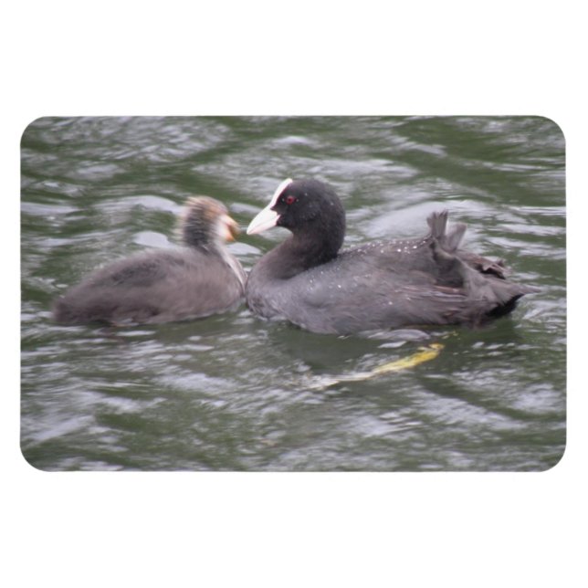 Almohadilla de aleta de pollo hambriento imán prem (Horizontal)