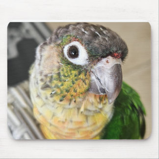 Almohadilla del ratón para aves y alfombra para es