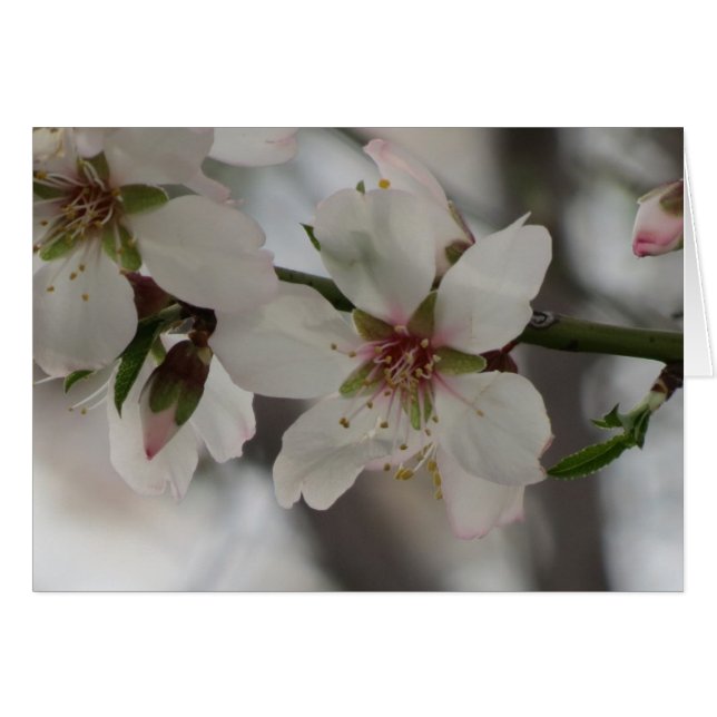 Almond Blossom - Cualquier ocasión (Anverso (Horizontal))