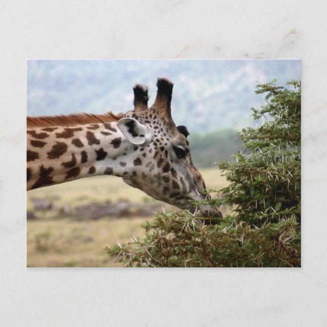 Almuerzo en el árbol de acacia - postal (Anverso)