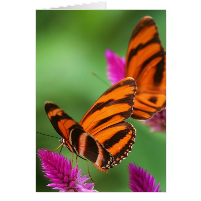 Almuerzo para dos (Frente)