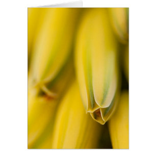 Áloe amarilla melosa