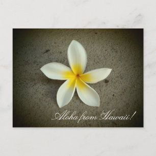 Aloha de plumeria de flores de Hawaii postal simpl