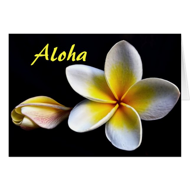 Aloha Flor de Frangipani Hawaiano Plumerias (Anverso (Horizontal))