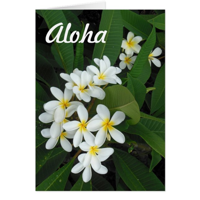 Aloha Plumeria (Frente)