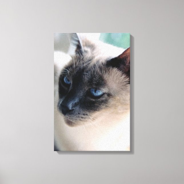 Aloof Siamese Cat Lienzo envuelto (Anverso)