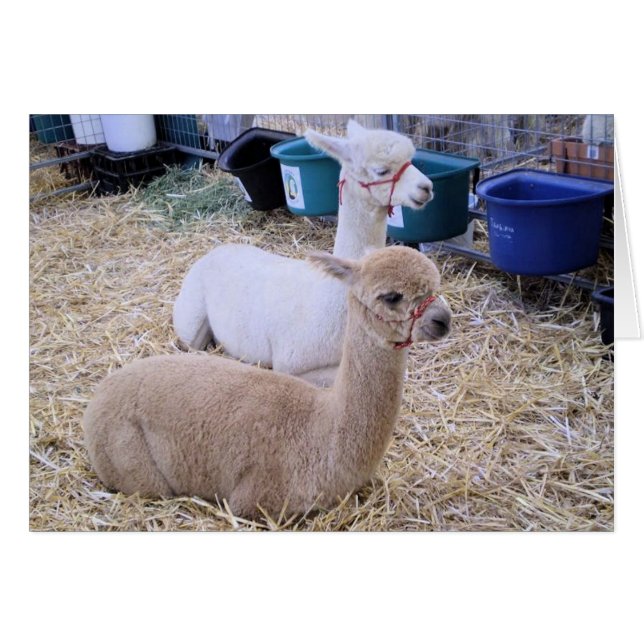 alpaca (Anverso (Horizontal))