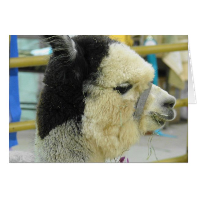 Alpaca (Anverso (Horizontal))