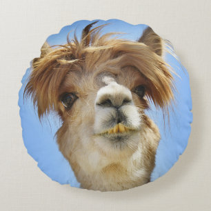 Alpaca con la almohada loca del pelo