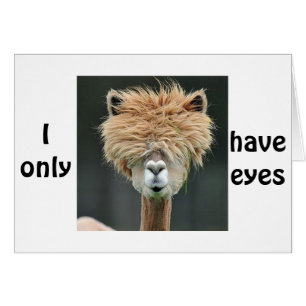 ALPACA DICE "SOLAMENTE TENGO OJOS POR TI"