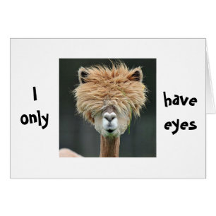 ALPACA DICE "SOLAMENTE TENGO OJOS POR TI"