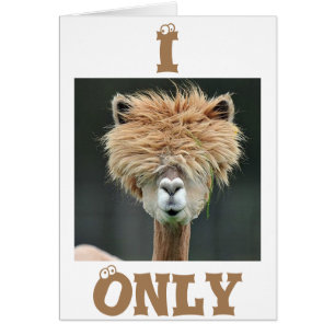 ALPACA DICE "SOLO TENGO OJOS PARA TI"