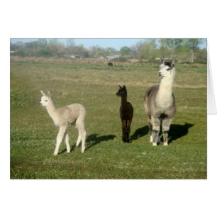 Alpaca y dos crias