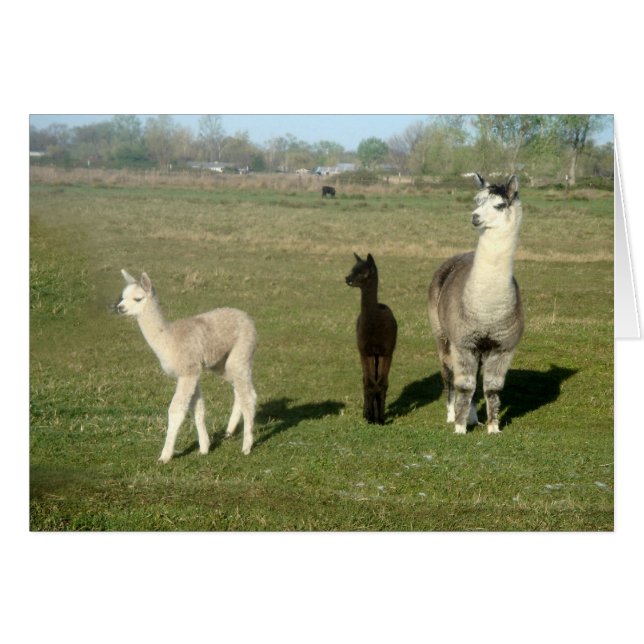Alpaca y dos crias (Anverso (Horizontal))
