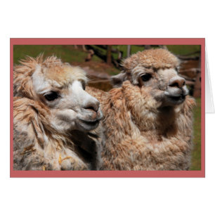 "Alpacas "