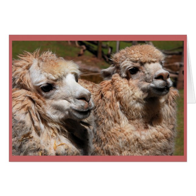 "Alpacas" (Anverso (Horizontal))