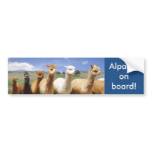 Alpacas de la pegatina para el parachoques de la