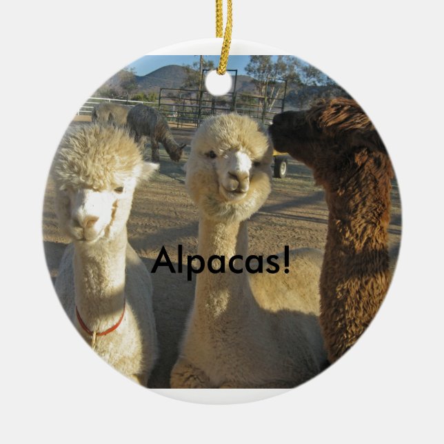 ¡Alpacas! Ornamento (Frente)