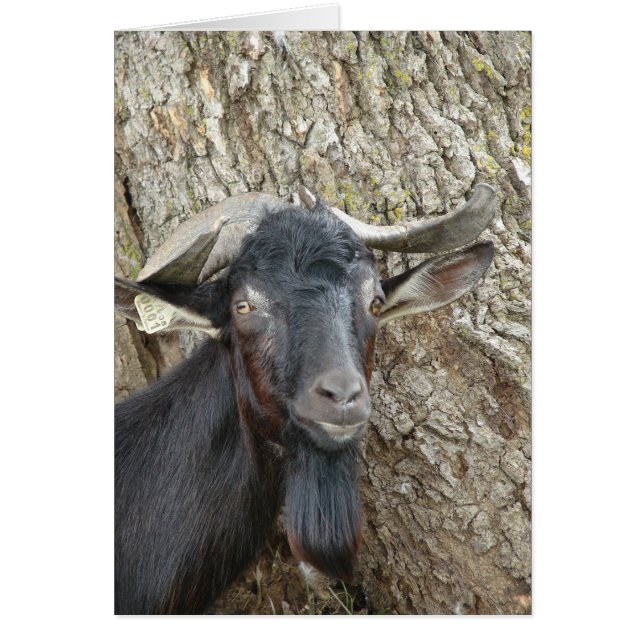 Alpine Billy Goat (Frente)