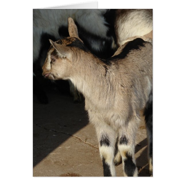 Alpine Dairy Goat Kids (Frente)
