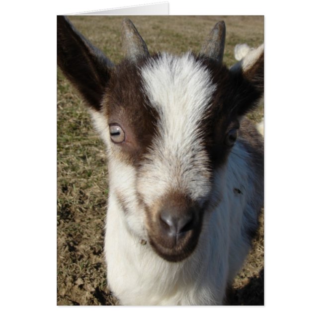 Alpine Goat Kid (Frente)