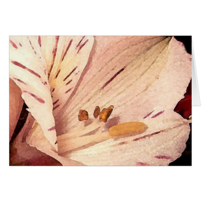 Alstroemeria en flor (Anverso (Horizontal))
