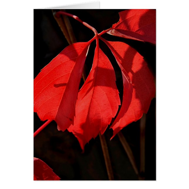 Alterra Vines (Frente)