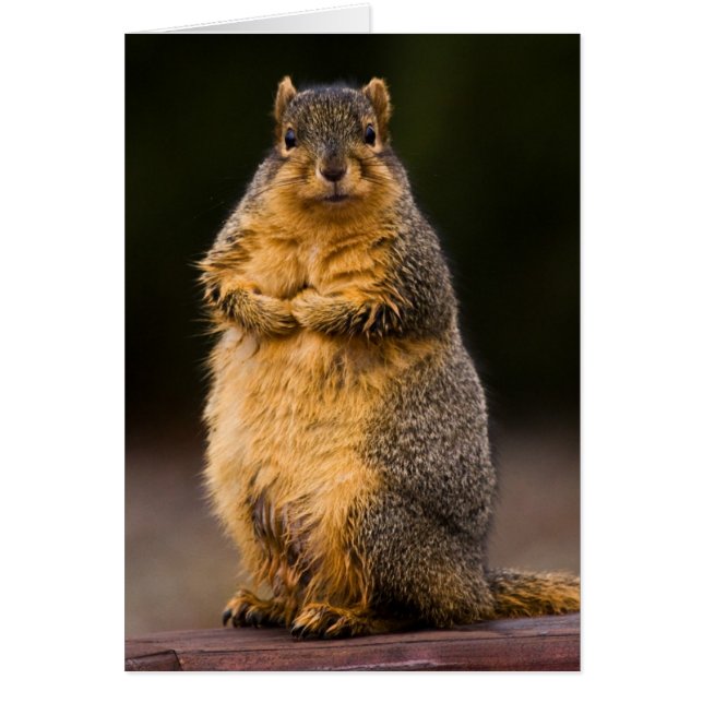 Alto de pie (Frente)