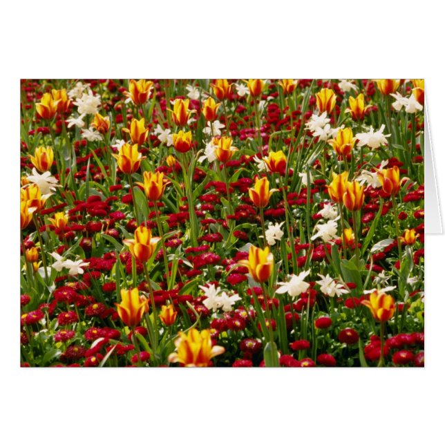 Alto parque colorido rojo en la primavera, (Anverso (Horizontal))