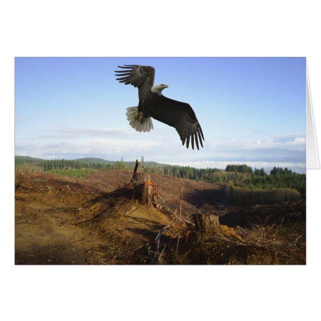 Altura en alza (Anverso (Horizontal))