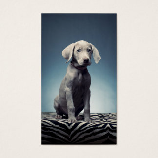 Alumna de Weimaraner
