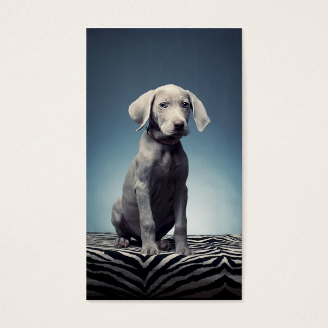 Alumna de Weimaraner (Frente)