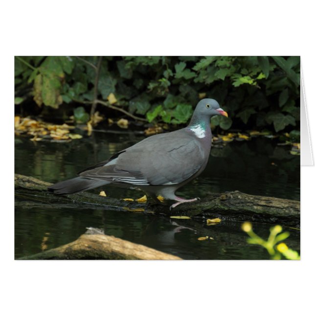 Alumnado de Columba (Anverso (Horizontal))
