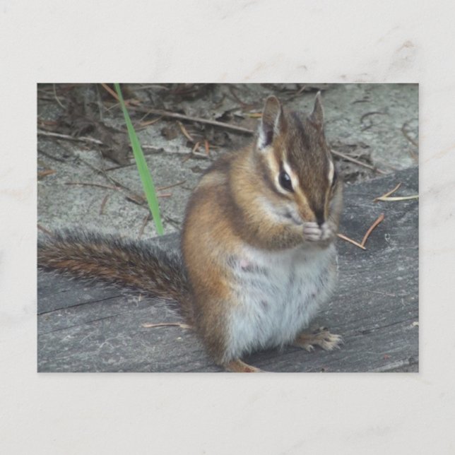 Alvie la postal de Chipmunk (Anverso)