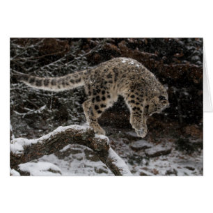 Alza de cangrejo de leopardo de nieve