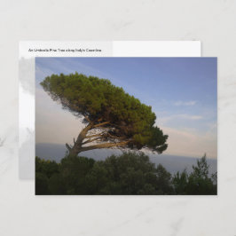 Amalfi Coast Umbrella Pine Tree, Italia - postal