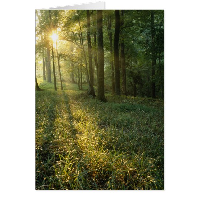 Amanecer a través del bosque de encino y hickory,  (Frente)