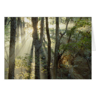 Amanecer a través del bosque de roble y nogal amer