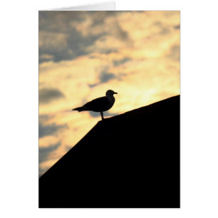 Amanecer de las gaviotas marinas