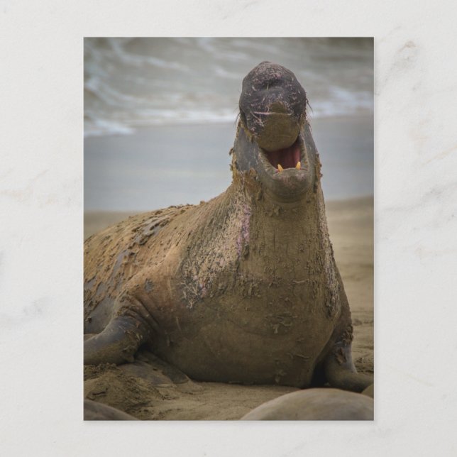 Amanecer de una postal de sello (Anverso)