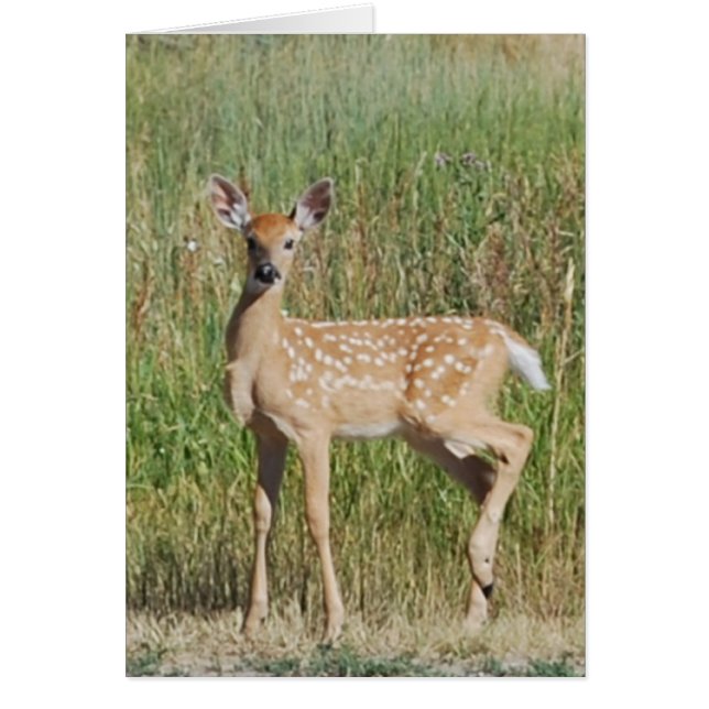 Amanecer en Bozeman, Montana (Frente)