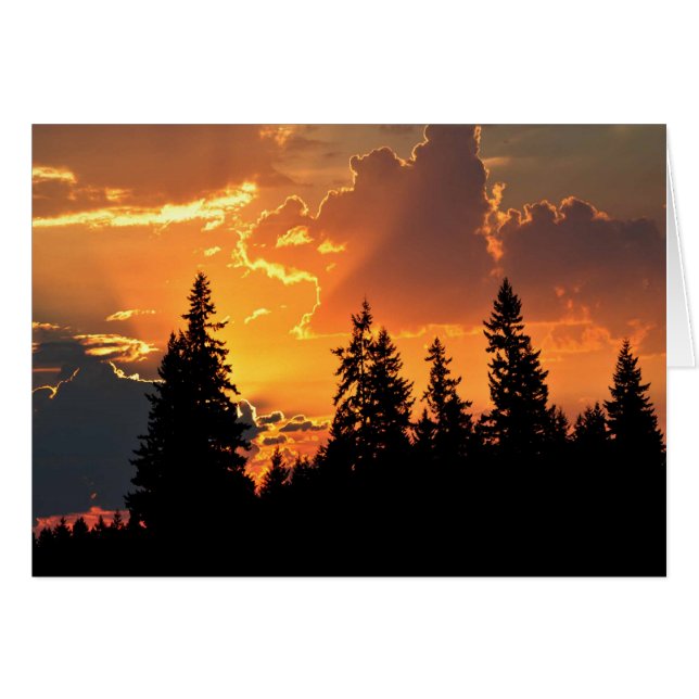 Amanecer sobre Douglas Fir Trees (Anverso (Horizontal))