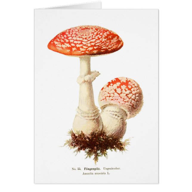 Amanita muscaria (Frente)