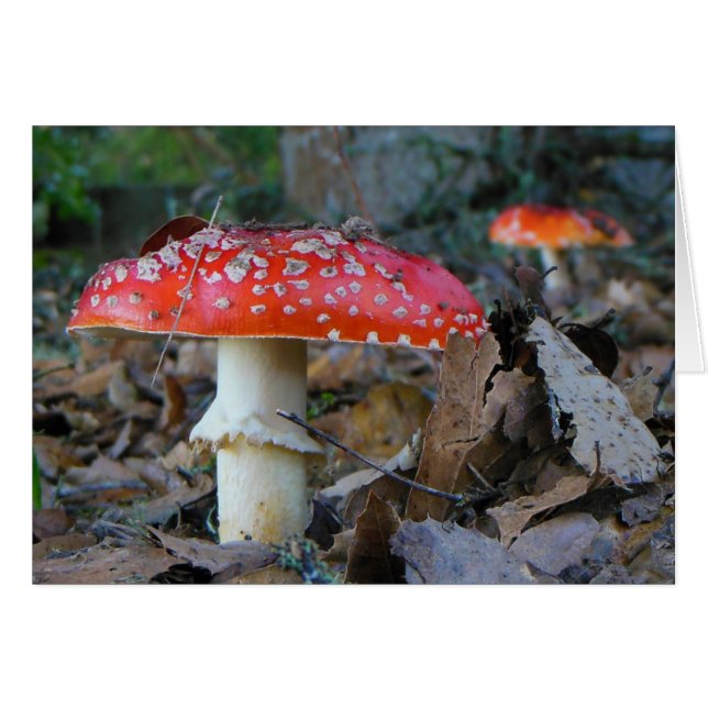 Amanita Mushrooms Blank Card (Anverso (Horizontal))