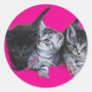 Amantes de gatos pegatinas