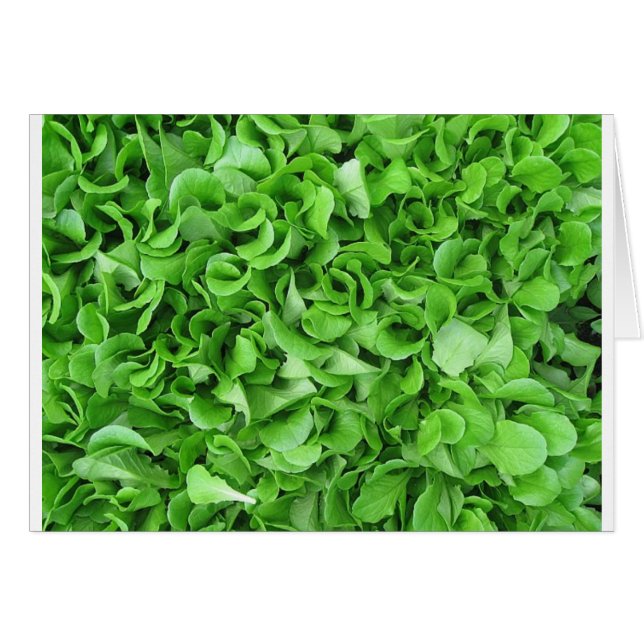 amantes de la lechuga (Anverso (Horizontal))