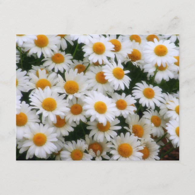 Amantes de la margarita IMG_0066