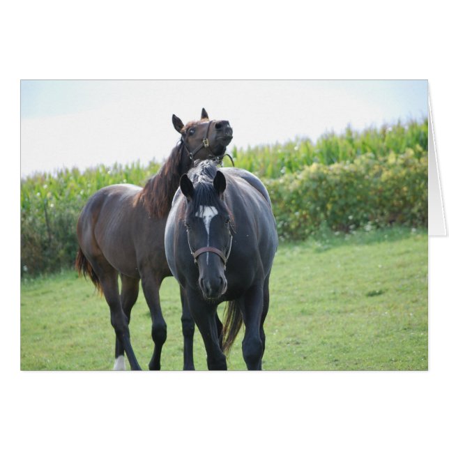 Amantes del caballo (Anverso (Horizontal))