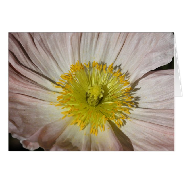Amapola (Anverso (Horizontal))