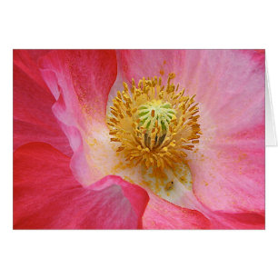 Amapola